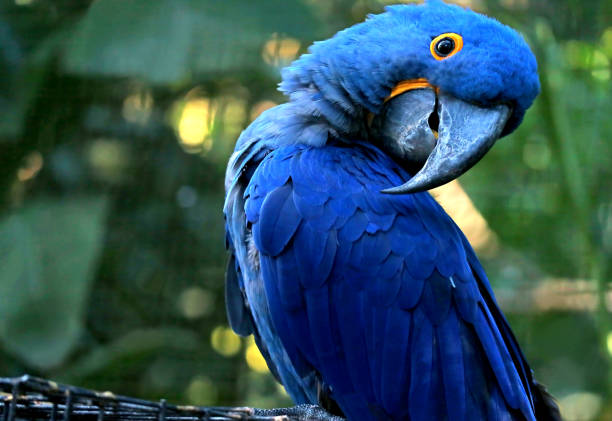 Arara Azul Anodorhynchus hyacinthinus no Criadouro Talismã