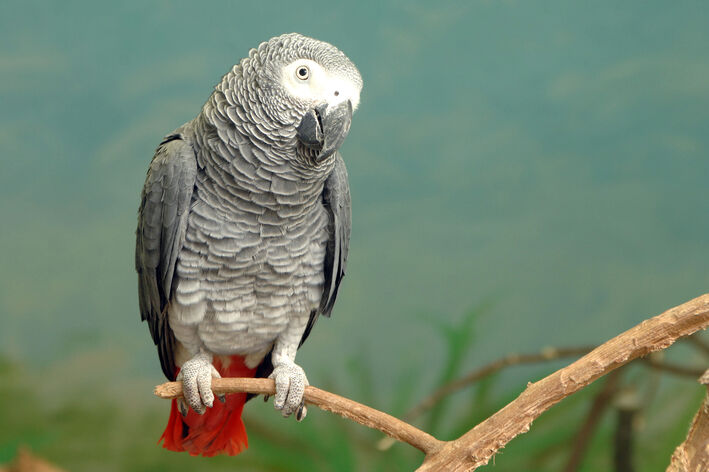 Papagaio do Congo Psittacus erithacus no Criadouro Talismã